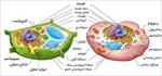تحقیق-سلول-انسانی-و-گیاهی-وهسته-وغشای-سلولی