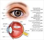 پاورپوینت-آناتومی-چشم