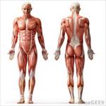 پاورپوینت-عضلات-اسکلتی-و-صاف