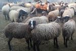 پاورپوینت-بررسی-اقتصاد-پرواربندی-گوسفند