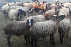 پاورپوینت بررسی اقتصاد پرواربندی گوسفند