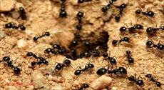 پاورپوینت الگوریتم کلونی مورچه ها و الگوریتم ترکیبی فراابتکاری