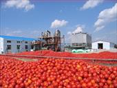 پاورپوینت تکنولوژی و فرآوری رب گوجه فرنگی