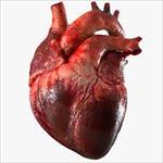 تحقیق-بررسی-اندام-ماهیچه-ای-قلب