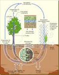 پاورپوینت-خاک-و-گیاه-و-اتمسفر
