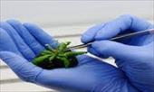 تحقیق روشهاي سنتي اصلاح نباتات مبتني بر دستكاري ساختار ژنتيكي گياه كامل و از طريق توليد جنسي
