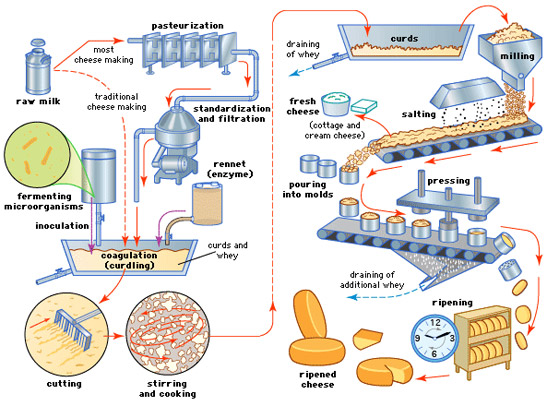 پاورپوینت تکنولوژی ساخت پنیرهای صنعتی