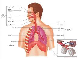 پاورپوینت سیستم تنفس (ویژه ارائه کلاسی رشته های تربیت بدنی و علوم ورزشی)